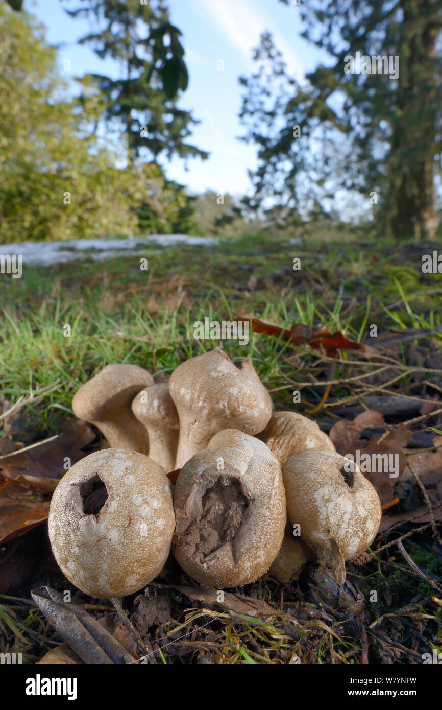Stump puffball fungus (Lycoperdon pyriforme), Gloucestershire, UK, January. Stock Photo