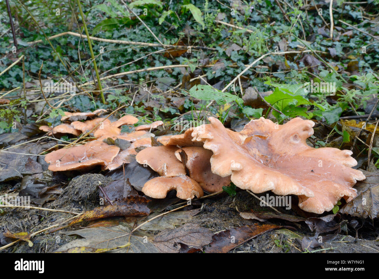 Tawny funnel (Lepista flaccida) iced over on cold morning, Millook Valley Woods, Cornwall, UK, November. Stock Photo
