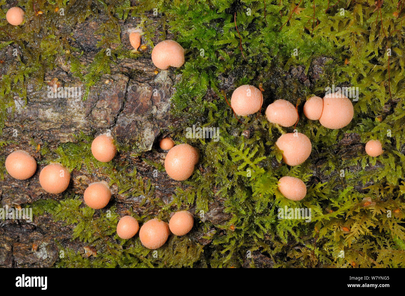 Wolf&#39;s milk slime mould (Lycogala terrestre) spore forming reproductive phase, on mossy log, GWT Lower Woods reserve, Gloucestershire, UK, October. Stock Photo