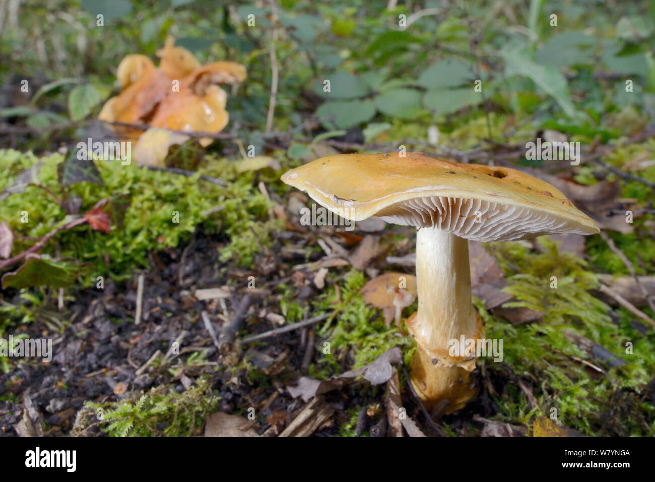 Webcap (Cortinarius sp), GWT Lower Woods reserve, Gloucestershire, UK, October. Stock Photo