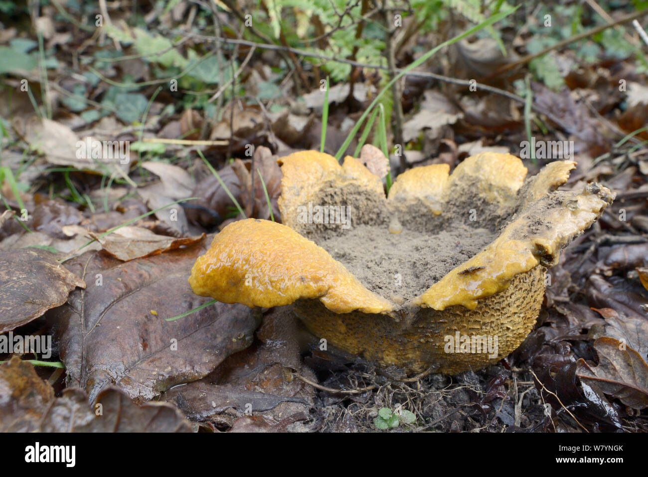 Common earthball (Scleroderma citrinum) releasing spores, Millook Valley Woods, Cornwall, UK, November. Stock Photo