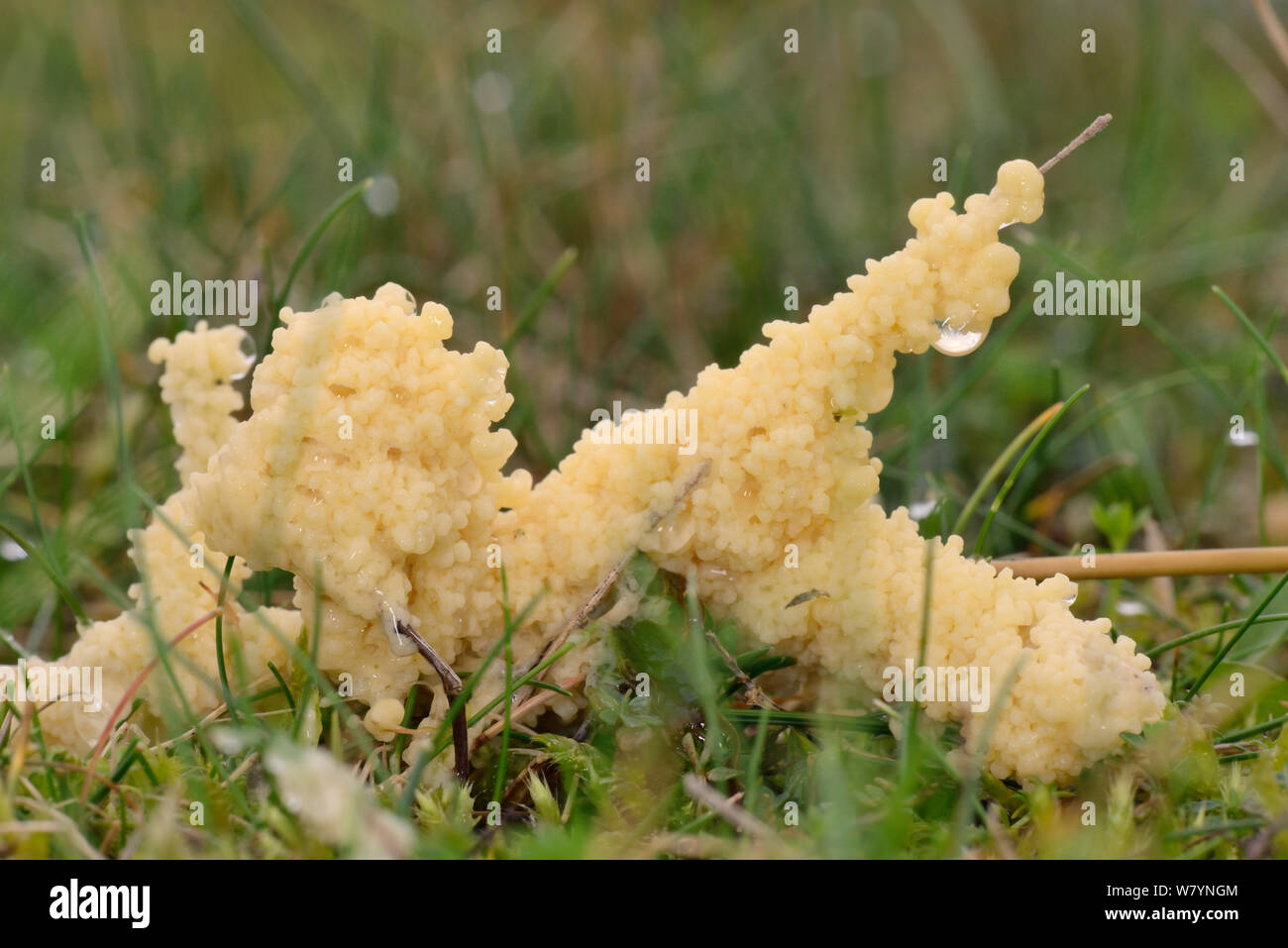 Dog vomit slime mould (Fuligo septica) on stable dune grassland, Whiteford Burrows, Gower Peninsula, Wales, UK, October. Stock Photo