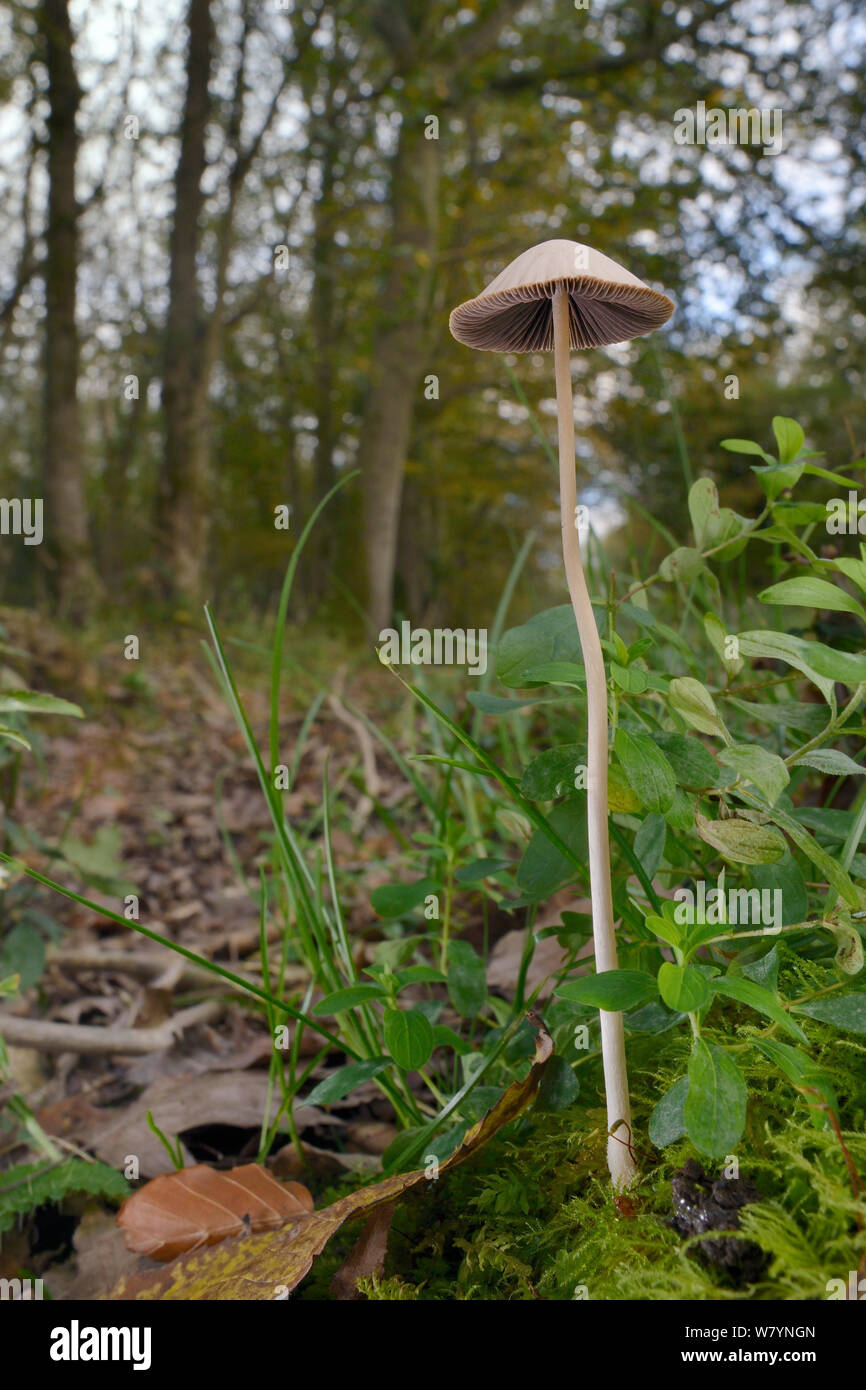 Brittlestem fungus (Psathyrella sp), GWT Lower Woods reserve, Gloucestershire, UK, October. Stock Photo