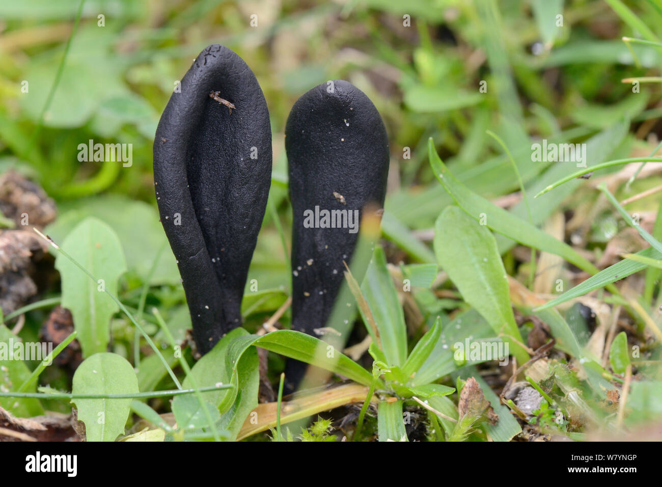 Black earth-tongue fungus (Geoglossum cookeianum), Whiteford Burrows, Gower Peninsula, Wales, UK, October. Stock Photo