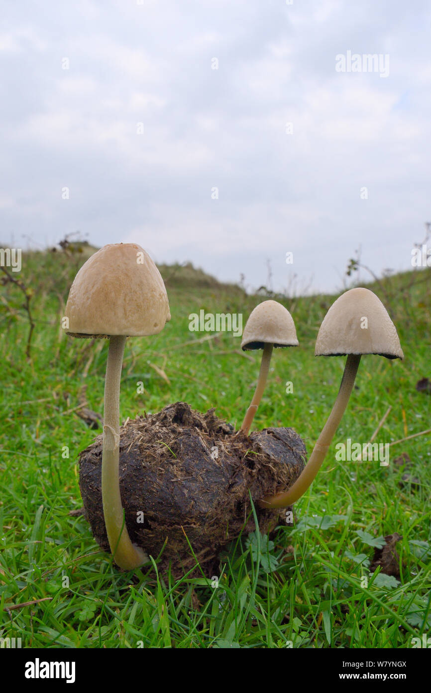Egghead mottlegill (Panaeolus semiovatus) mushrooms growing on horse dung, Whiteford Burrows, Gower Peninsula, Wales, UK, October. Stock Photo
