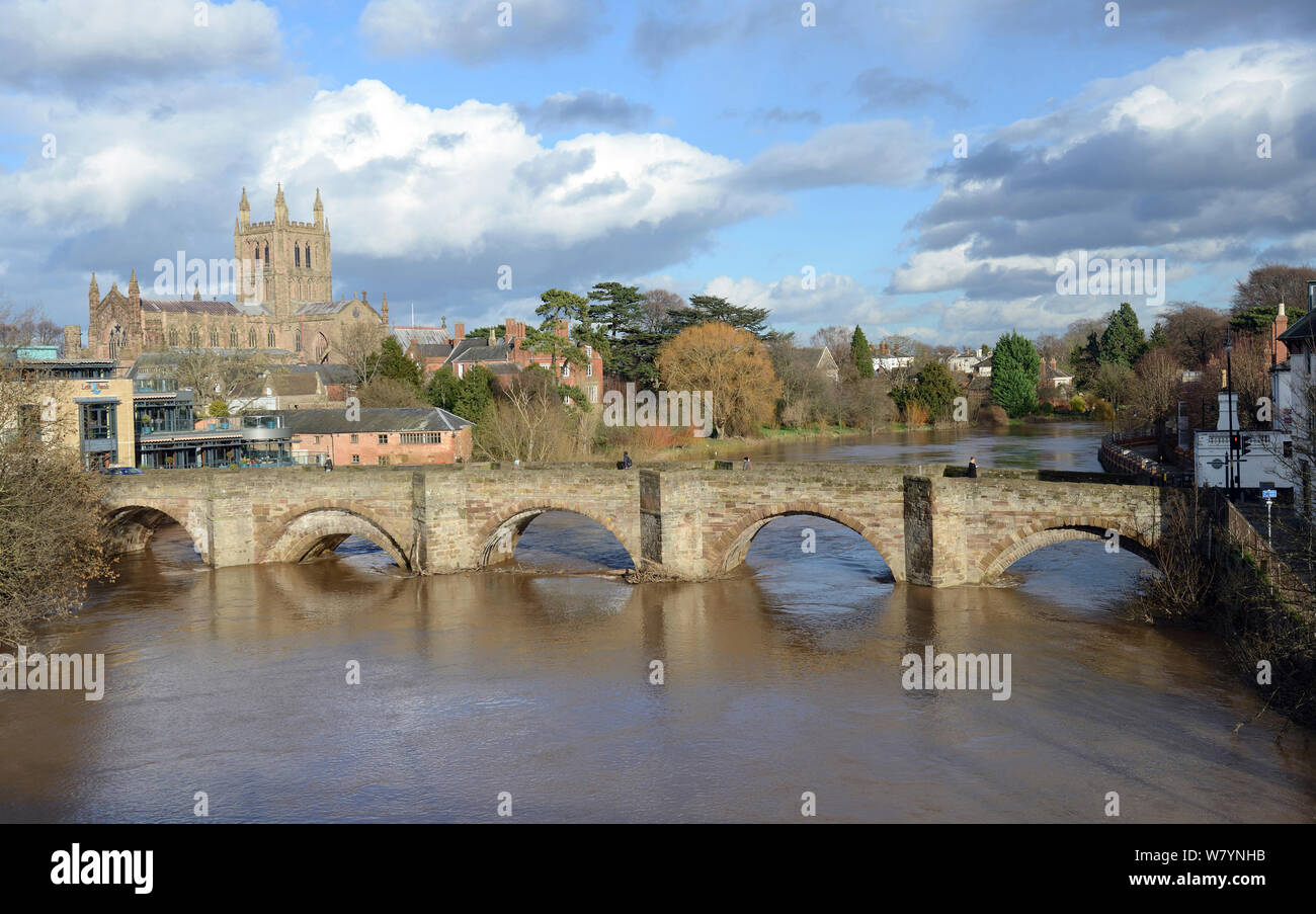 The River Wye in spate, the Medieval Old Wye Bridge and Hereford Cathedral,  England,  February 2014. Stock Photo