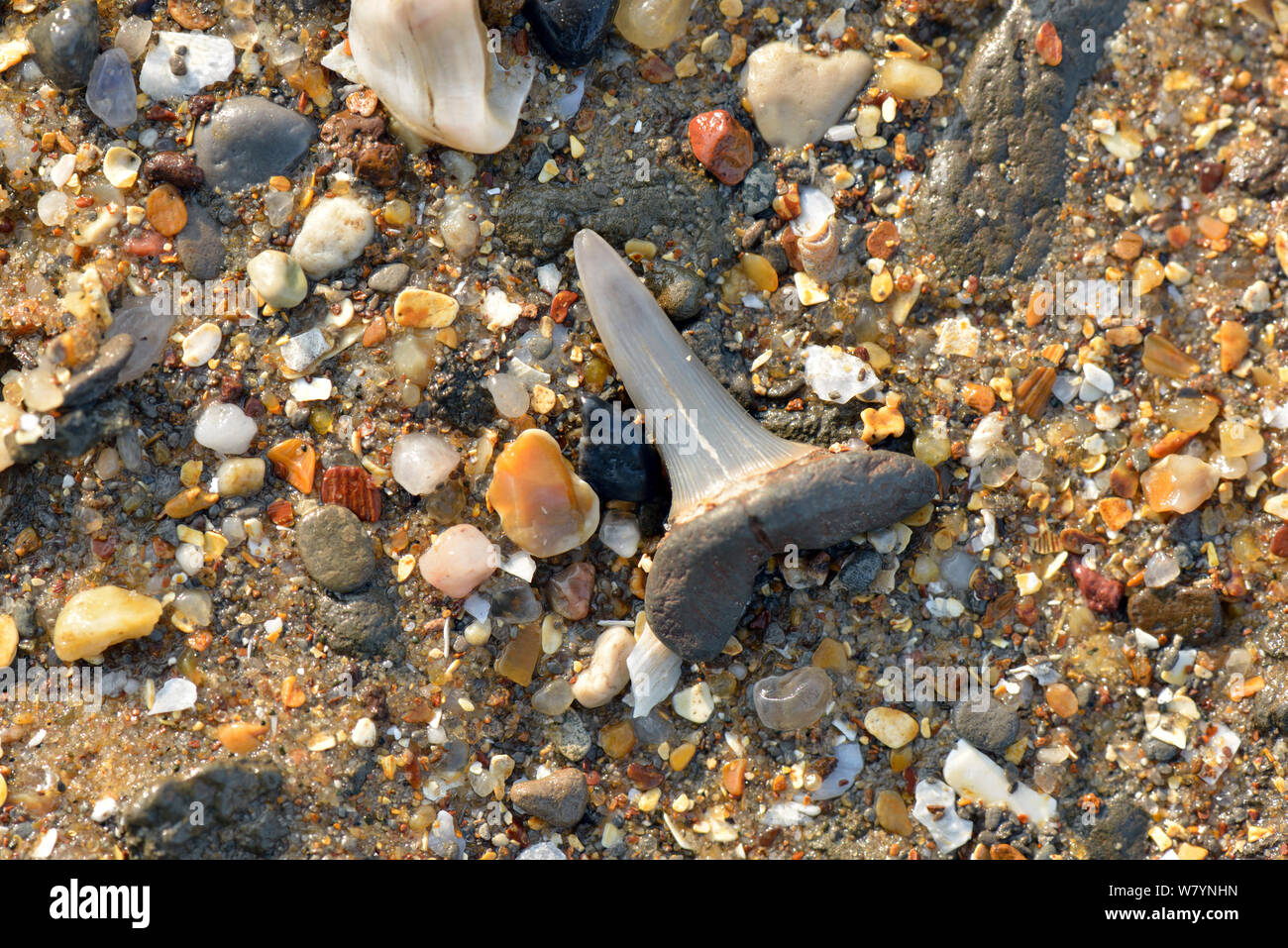 Walton on the naze fossil hires stock photography and images Alamy