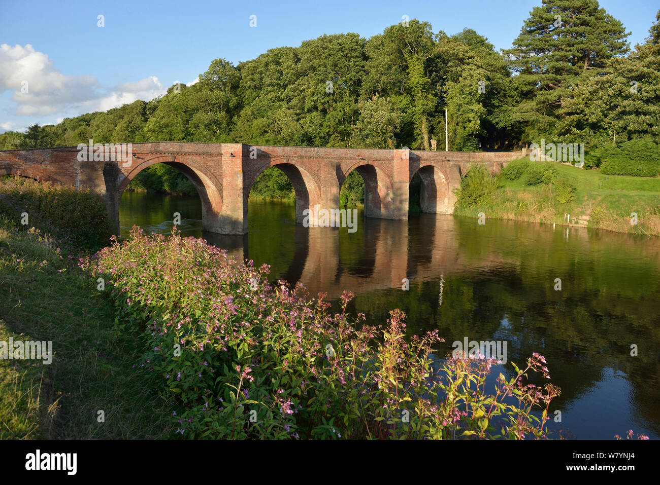 Bredwardine Bridge on the River Wye SSSI, with Himalayan Balsam (Impatiens glandifera) on the bank, Herefordshire, England. July 2014. Stock Photo