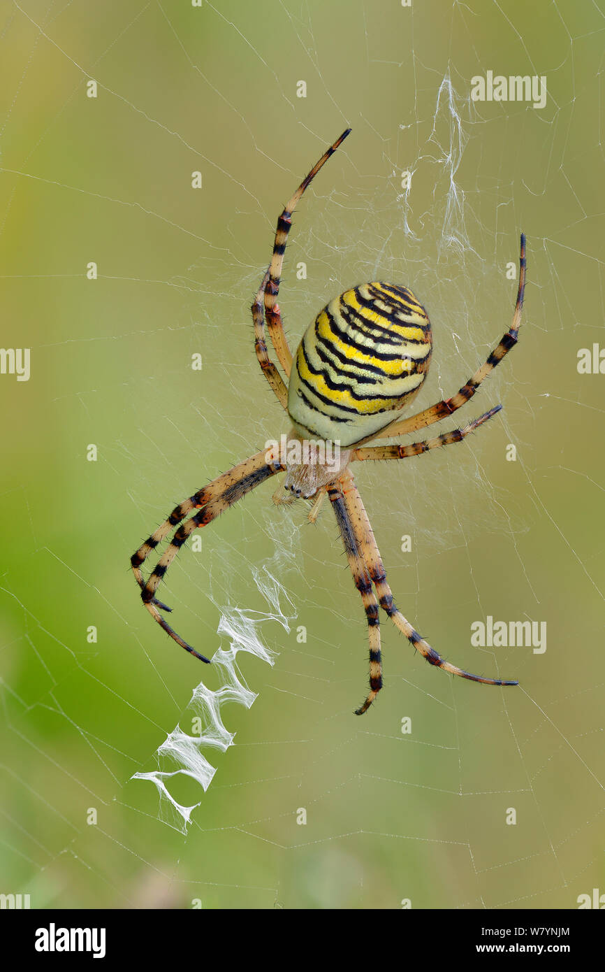 Wasp spider (Argiope bruennichi) female on web showing classic zig zag pattern, Hertfordshire, England, UK. September.  Focus stacked image Stock Photo