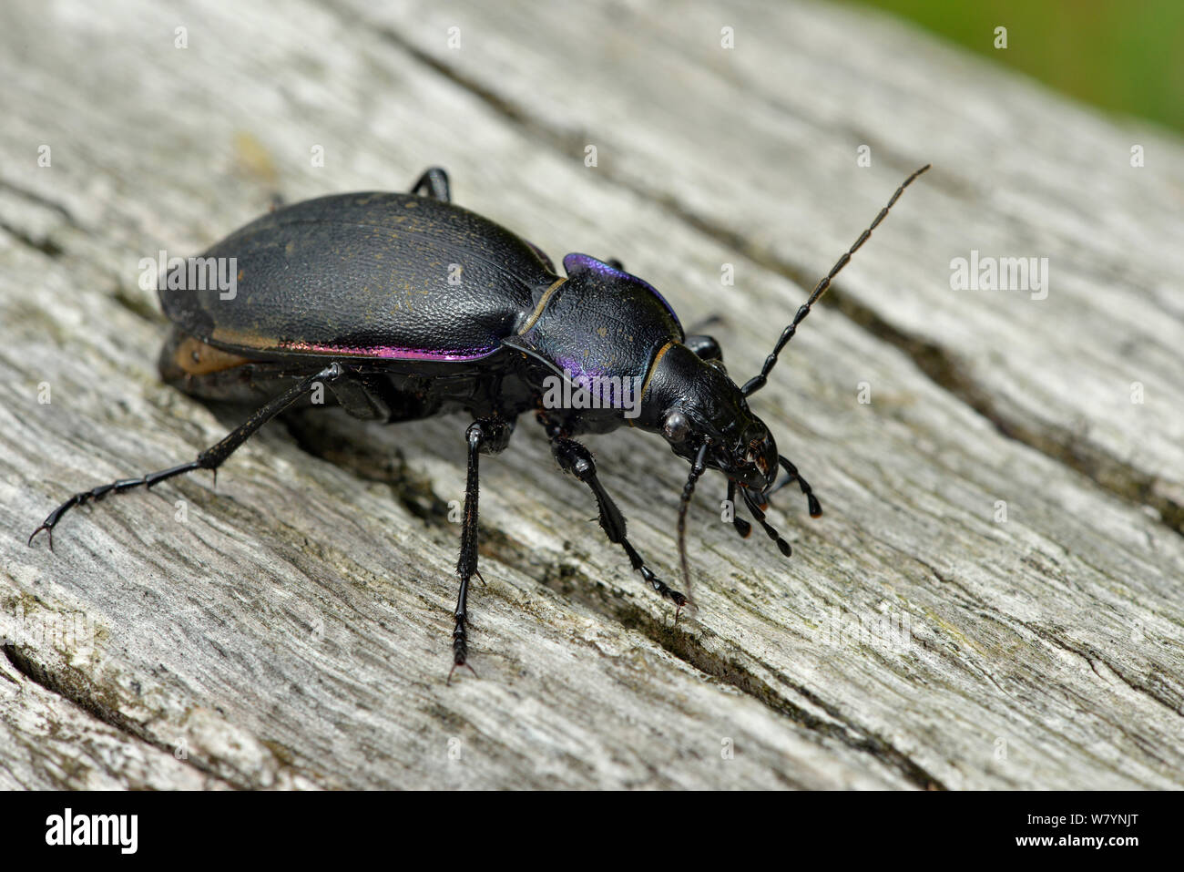 Violet ground beetle (Carabus violaceus) gravid female on log, Hertfordshire, England, UK.  September Stock Photo