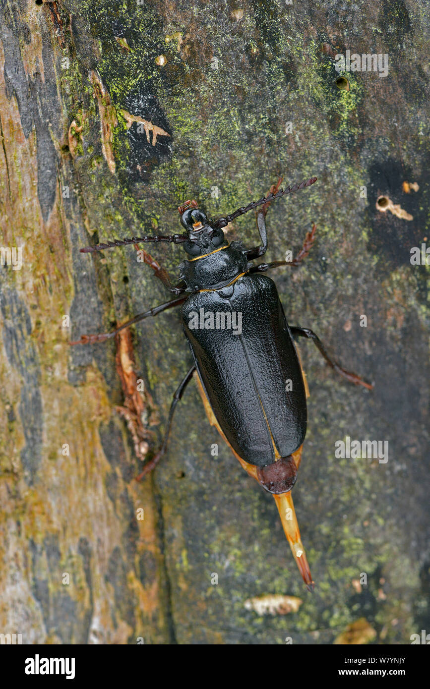 Tanner beetle (Prionus coriarius) female on tree distributing pheromone to attract a male, Surrey, England, UK. August Stock Photo