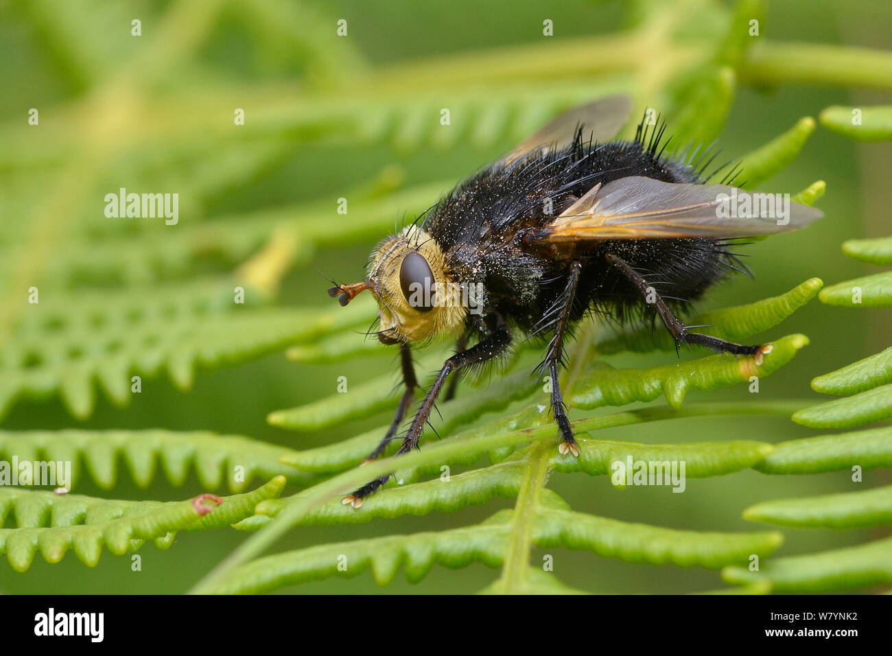 Tachnid fly (Tachina grossa) Surrey, England, UK. August. Stock Photo