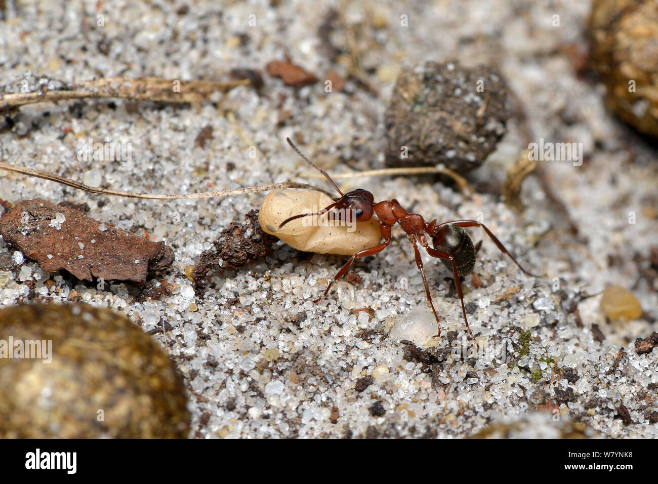 Slave-maker ant (Formica sanguinea) carrying pupae back from a raided nest, Surrey, England, UK.  August. Stock Photo