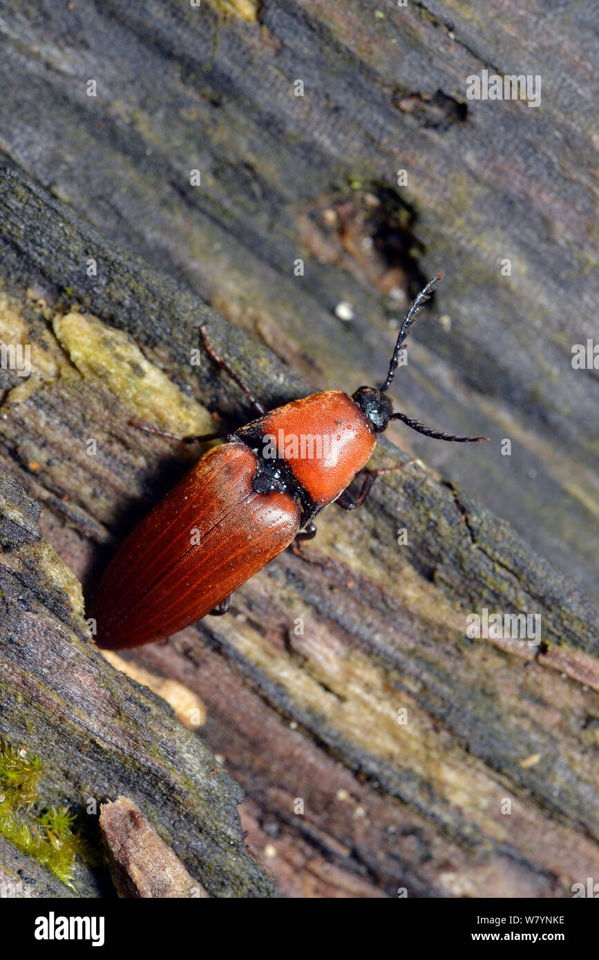 Rusty click beetle (Elater ferrugineus) extremely scarce species. Surrey, England, UK. July Stock Photo