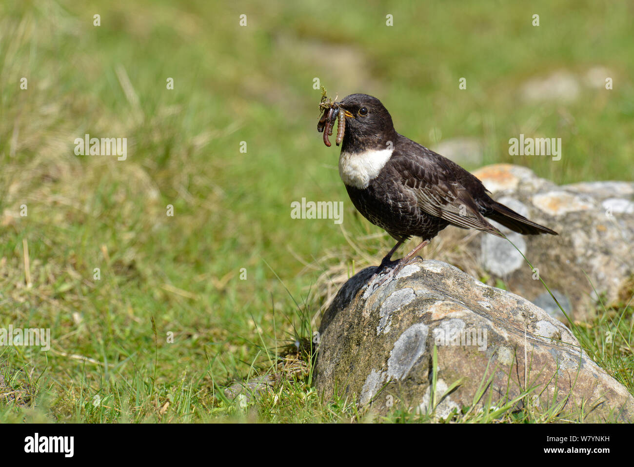 Ring Ouzel (Turdus torquatus) male perched on rock with food, Upper Teesdale, Durham, England, UK. May Stock Photo
