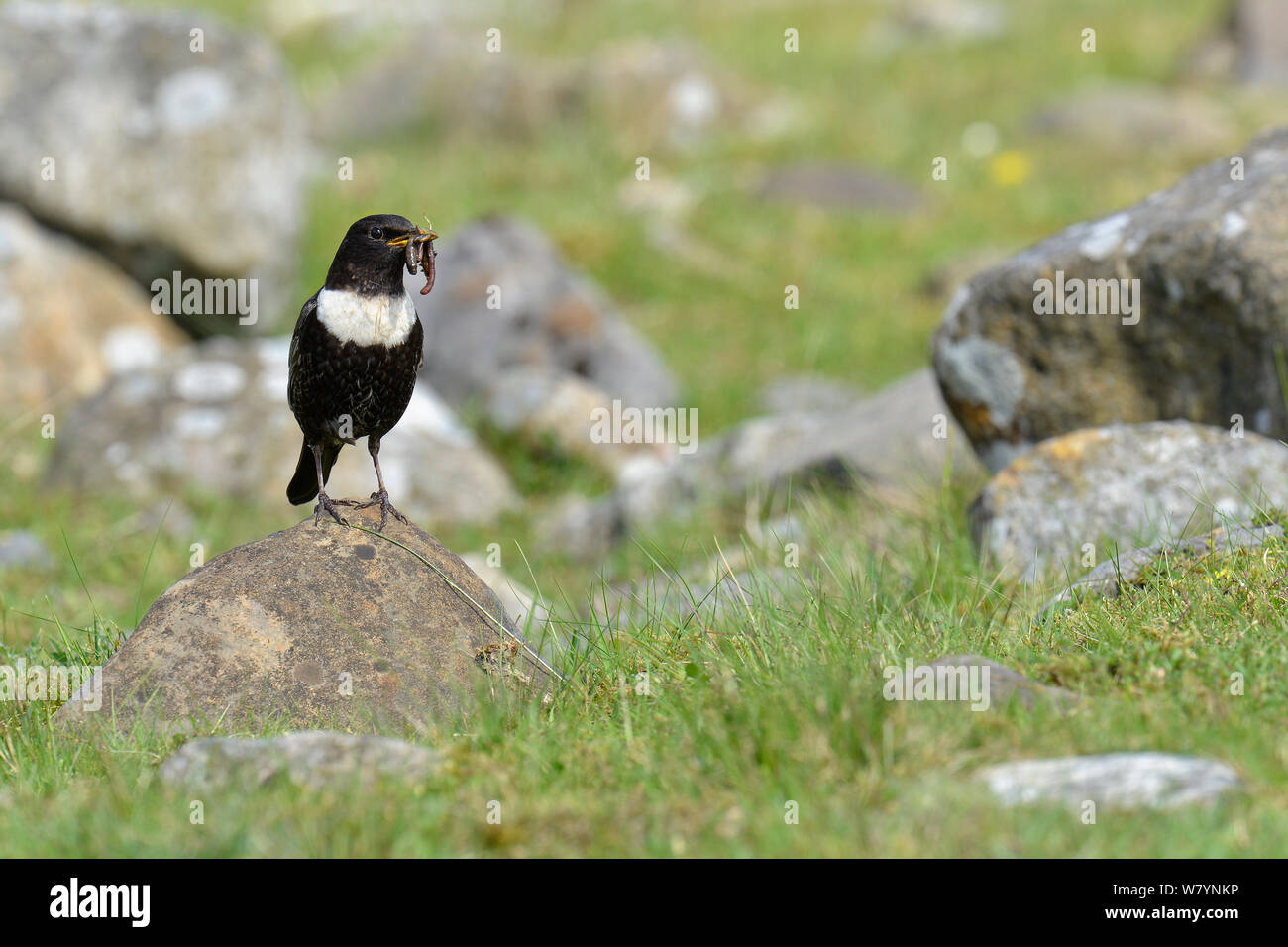 Ring Ouzel (Turdus torquatus) male collecting food in typical upland habitat, Upper Teesdale, Durham, England, UK. May Stock Photo