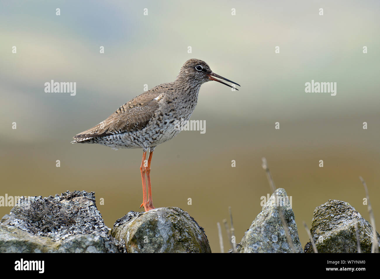 Redshank (Tringa totanus) calling from dry stone wall, Upper Teesdale, Co Durham, England, UK, May Stock Photo