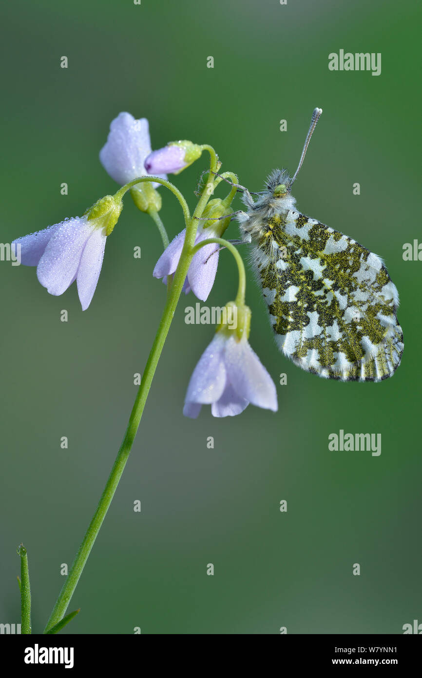 Orange tip butterfly (Anthocharis cardamines) resting, covered in dew on Cuckooflower / Lady&#39;s smock (Cardamine pratensis) Hertfordshire, England, UK, April Stock Photo