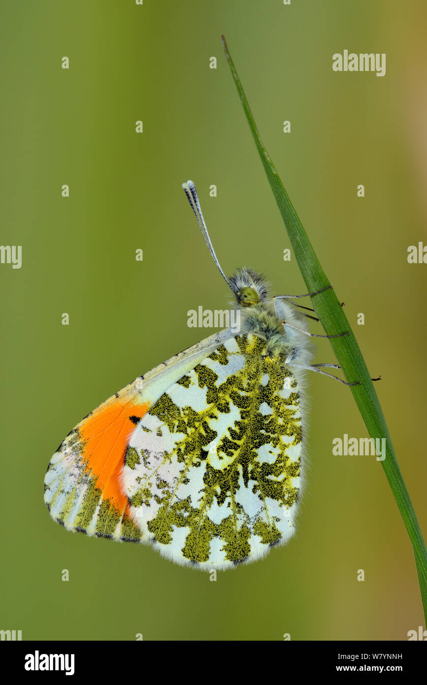 Orange tip butterfly (Anthocharis cardamines) male on grass stem, UK, April. Captive. Stock Photo