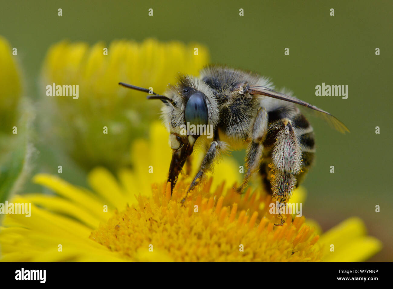 Mining bee (Anthophora bimaculata) taking nectar from Fleabane flower (Pulicaria dysenterica) Surrey, England, UK. August Stock Photo