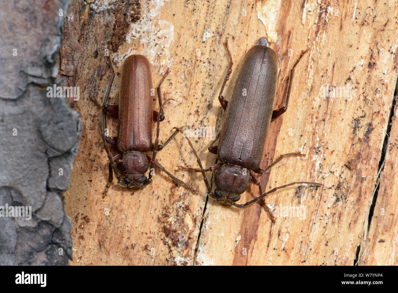 Long horn beetle (Arhapalus rusticus) smaller male next to larger female under bark of dead pine tree, probably recently mated, Surrey, England, UK. August Stock Photo