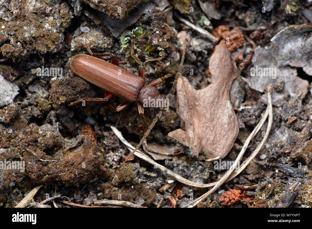 Long horn beetle (Arhapalus rusticus) male on rotting pine tree stump, Surrey, England, UK. August Stock Photo