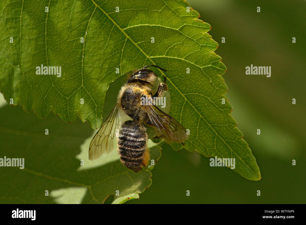 Leaf cutter bee (Megachile ligniseca) female cutting a leaf section, Hertfordshire, England, UK. August Stock Photo