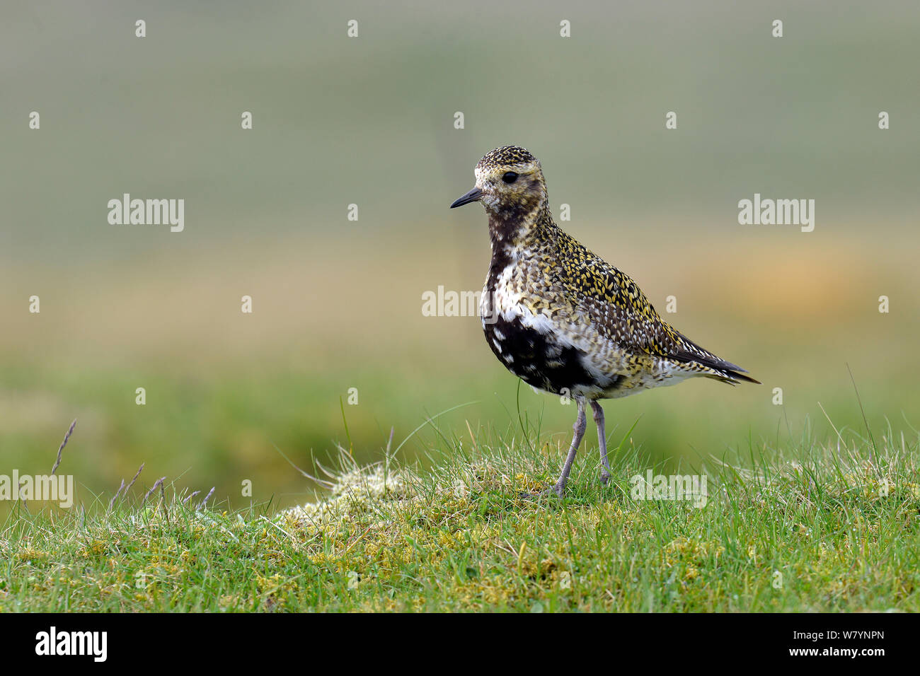 Golden plover (Pluvialis apricaria) male on short turf, Upper Teesdale, Durham, England. UK Stock Photo