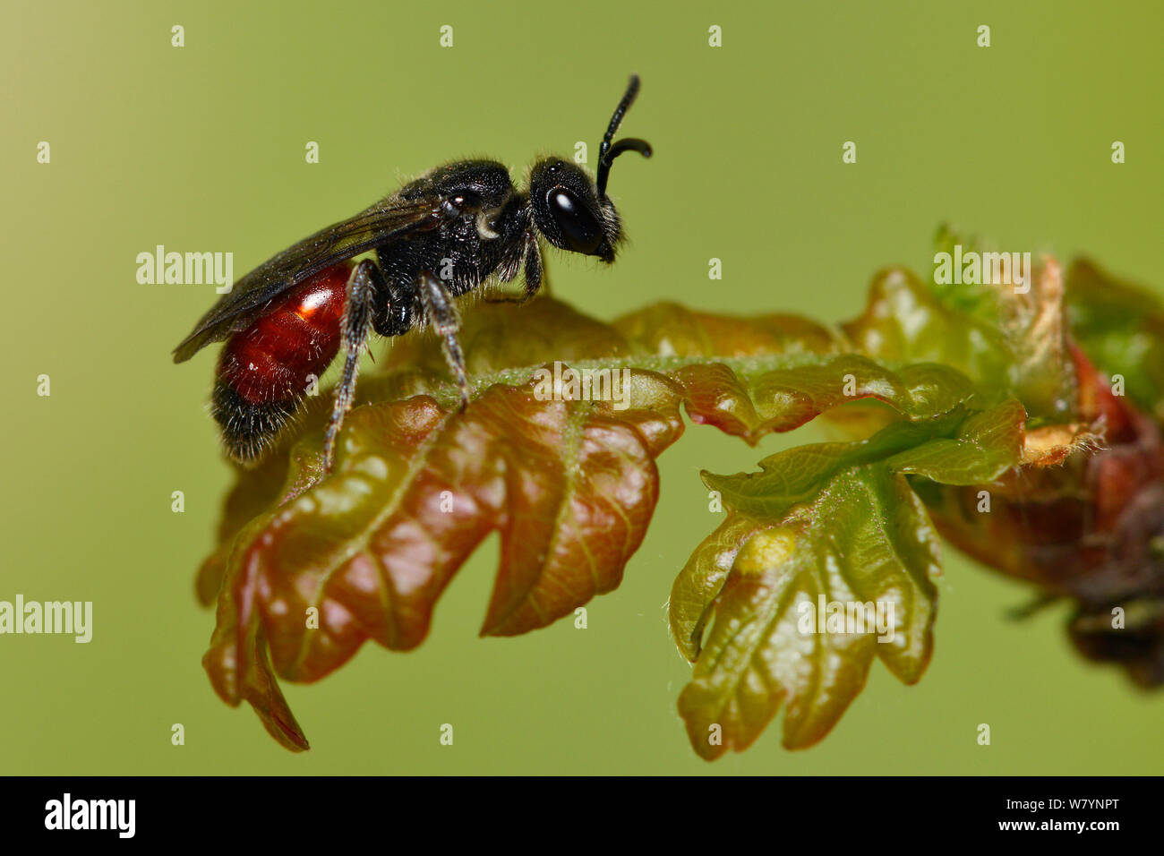 Cuckoo bee (Sphecodes) Berkshire, England, UK.  April Stock Photo