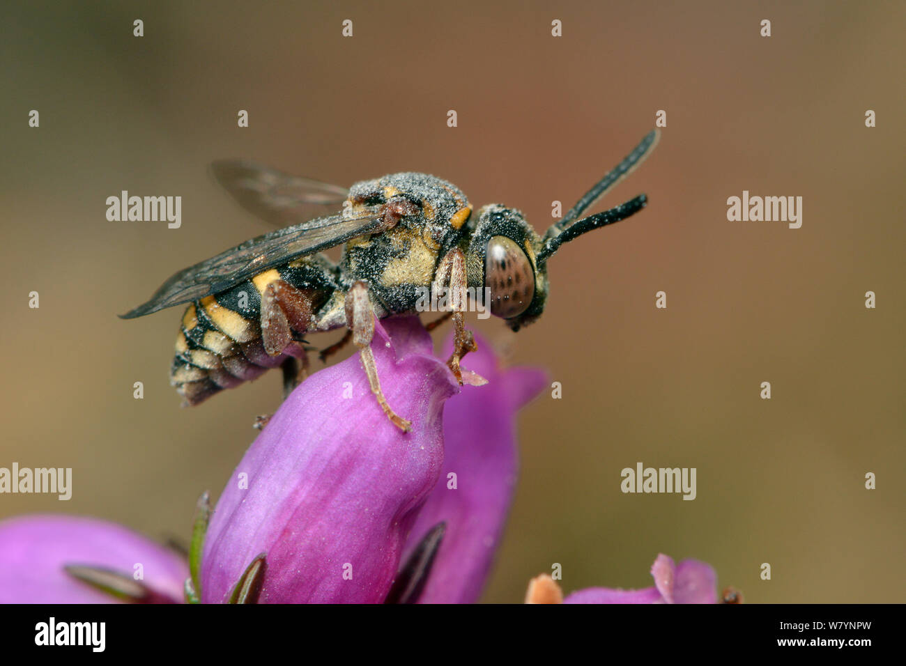 Bee (Epeolus cruciger) cleptoparasite of Colletes succinctus, resting on a Bell heather flower. It is covered in sand from where it recently entered the burrow of it&#39;s host, Surrey, England, UK. August Stock Photo