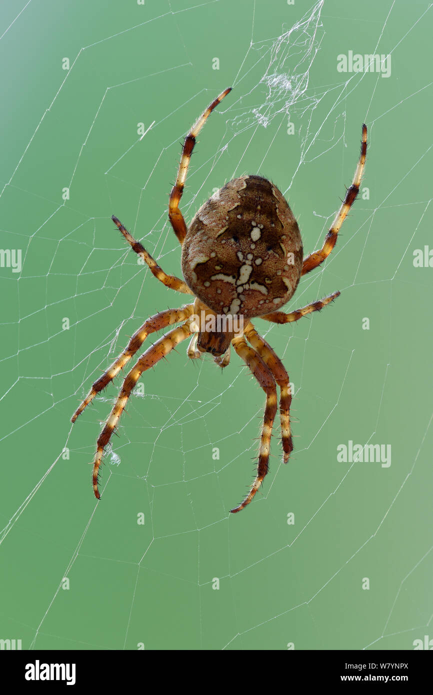 Garden spider (Araenus diadematus) female on web, Hertfordshire, England, UK. October. Focus stacked image Stock Photo