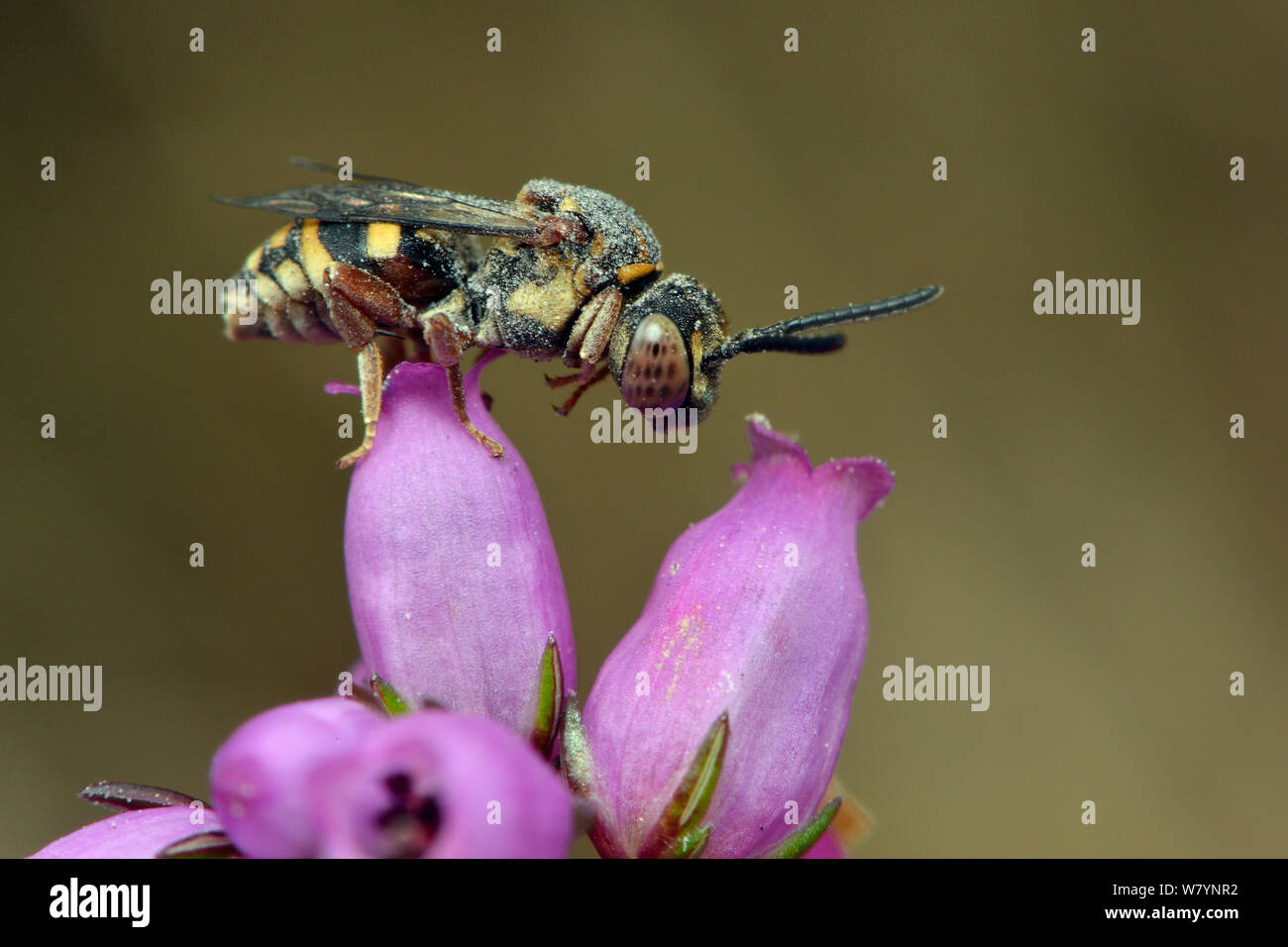 Bee (Epeolus cruciger) cleptoparasite of Colletes succinctus, resting on a Bell heather flower. It is covered in sand from where it recently entered the burrow of it&#39;s host, Surrey, England, UK. August Stock Photo