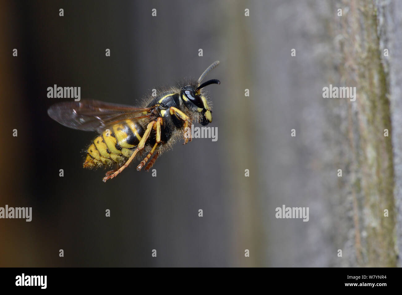 Common wasp (Vespula vulgaris) worker flying back toward nest. Hertfordshire, England, UK, June Stock Photo