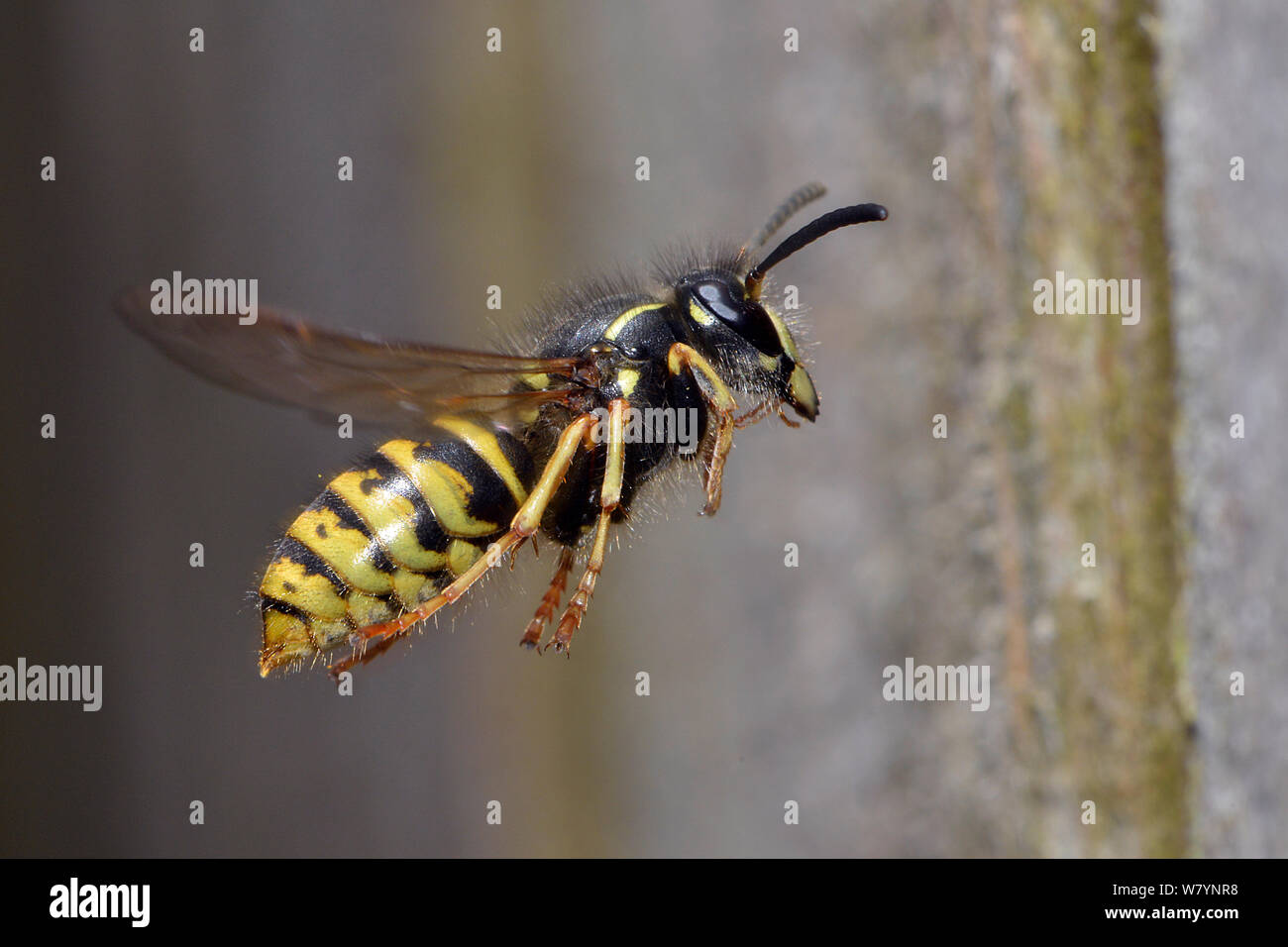 Common wasp (Vespula vulgaris) worker flying back toward nest. Hertfordshire, England, UK, June Stock Photo