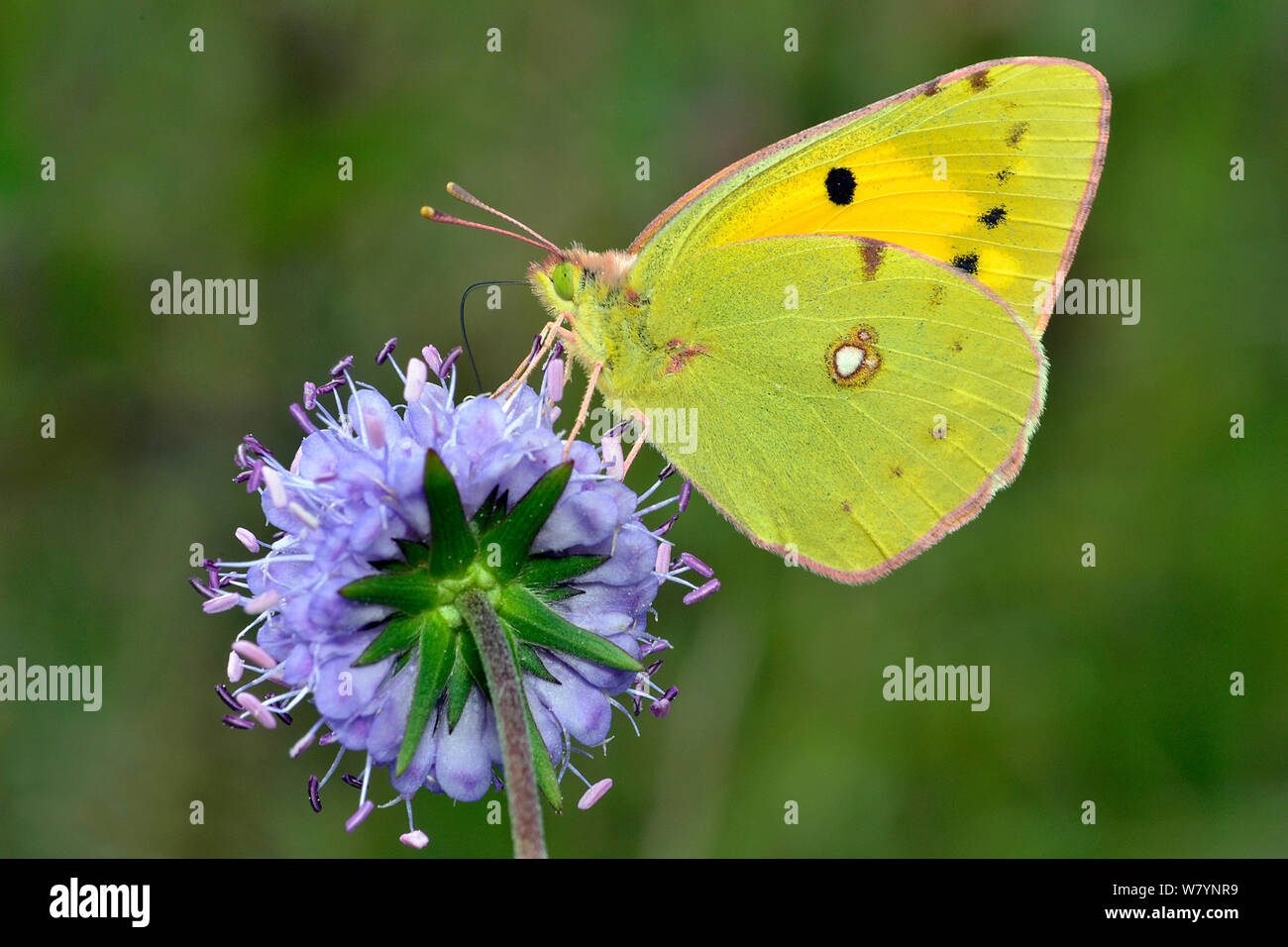 Clouded yellow butterfly (Colias crocea) feeding on Devil&#39;s bit scabious (Succisa pratensis), Hertfordshire, England, UK, September Stock Photo