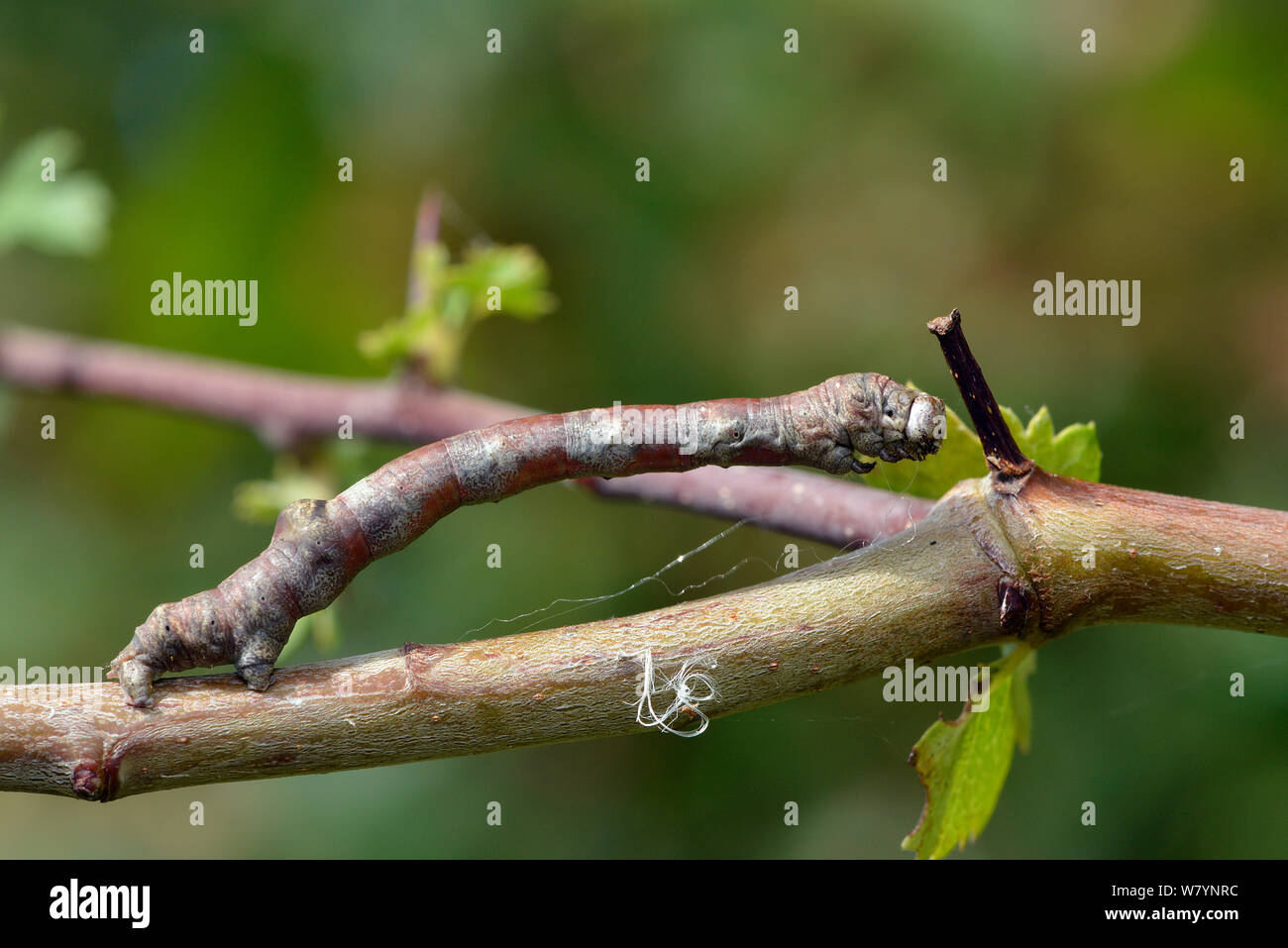 Scorched wing moth (Plagodis dolabraria) caterpillar, in typical camouflage posture, Hertfordshire, England, UK.  August Stock Photo