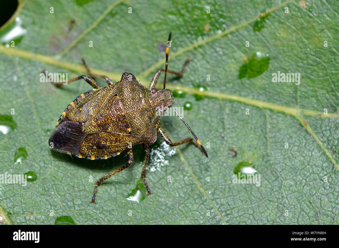 Bronze shield bug (Troilus luridus) adult on oak leaf after rain shower, Hertfordshire, England, UK. September Stock Photo