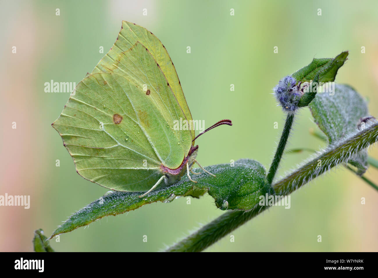 Brimstone butterfly (Gonepteryx rhamni) male roosting on leaf with late frost, Hertfordshire, England, UK. May Stock Photo