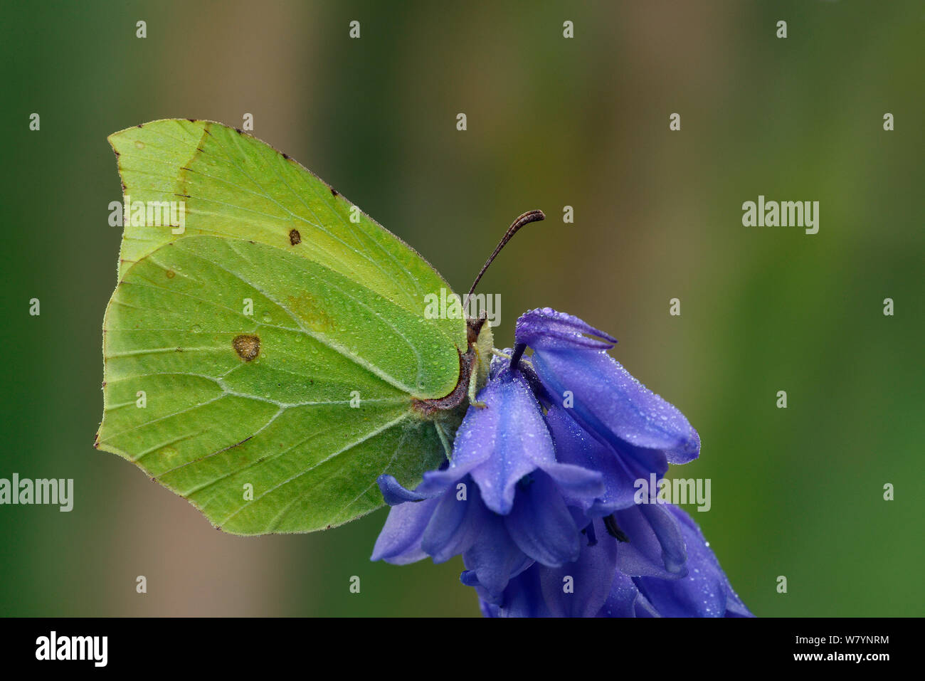 Brimstone butterfly (Gonepteryx rhamni) male perched on Bluebell flower (Hyacinthoides non-scripta) with early morning dew, Hertfordshire, England, UK. May Stock Photo
