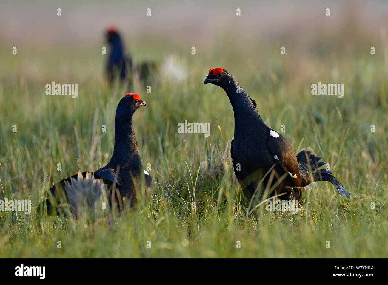 Black grouse (Tetrao tetrix) two male birds fighting at lek, Upper Teesdale, Durham, England, UK. May Stock Photo