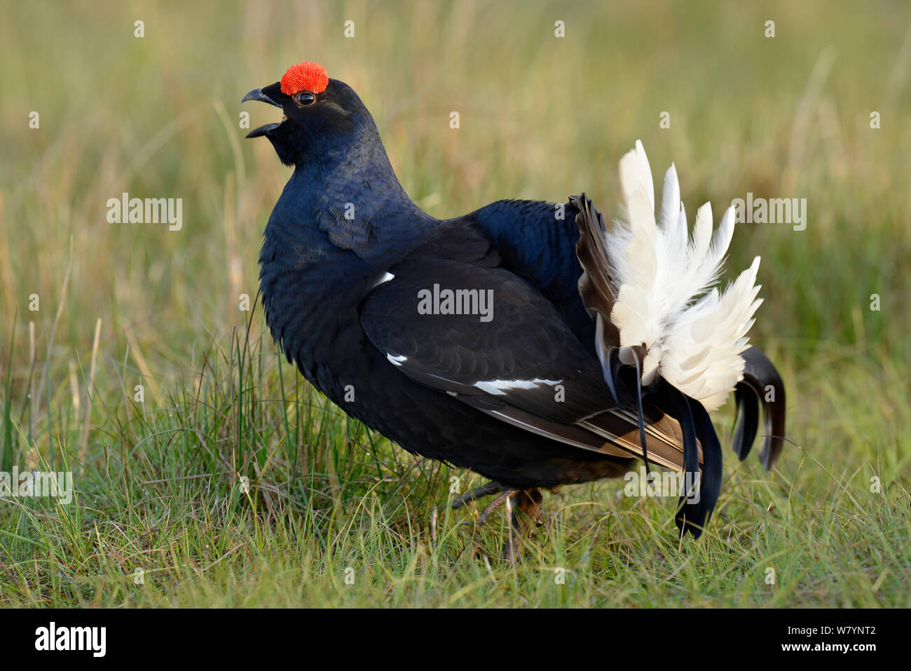 Black grouse (Tetrao tetrix) male calling and displaying at lek, Upper Teesdale, Durham, England, UK. May Stock Photo