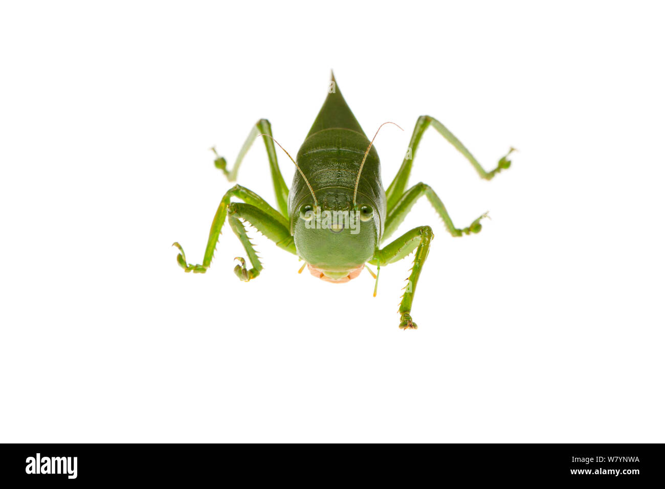 Obese katydid (Eurymetopa obesa), Jatun Sacha Biological Station, Napo province, Amazon basin, Ecuador, March. meetyourneighbours.net project Stock Photo