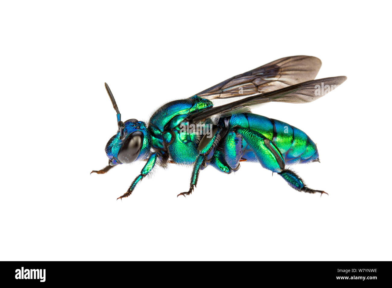 Orchid bee (Exaerete smaragdina), Caves Branch, Cayo District, Belize, September. meetyourneighbours.net project Stock Photo