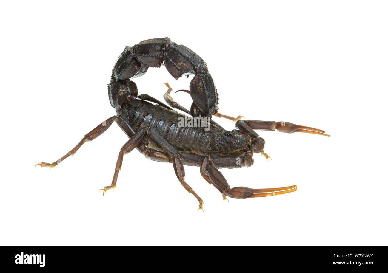 Black fat-tailed scorpion (Androctonus bicolor), Central Coastal Plain, Israel, June. Focus-stacked and cropped. meetyourneighbours.net project Stock Photo