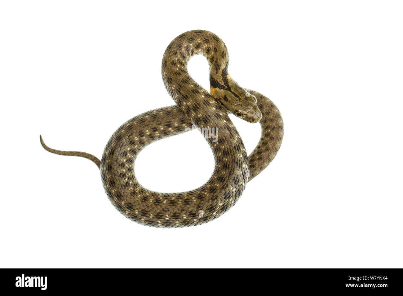 Dice snake (Natrix tessellata), Central Coastal Plain, Israel April. meetyourneighbours.net project Stock Photo