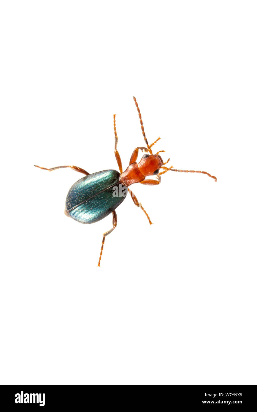 Bombadier beetle (Brachinus sp), Golan Heights, Israel, March. meetyourneighbours.net project Stock Photo