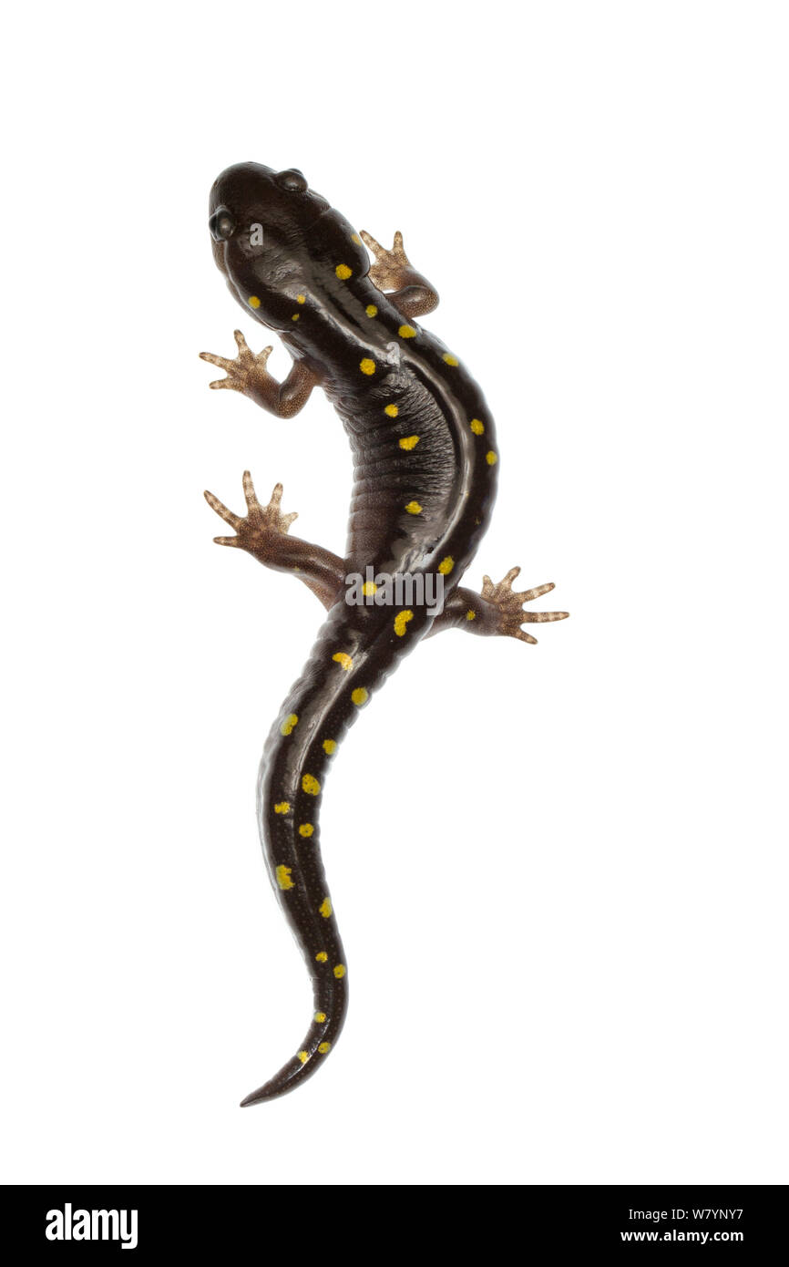 Spotted salamander (Ambystoma maculatum), Mississauga, Ontario, Canada, June. meetyourneighbours.net project Stock Photo