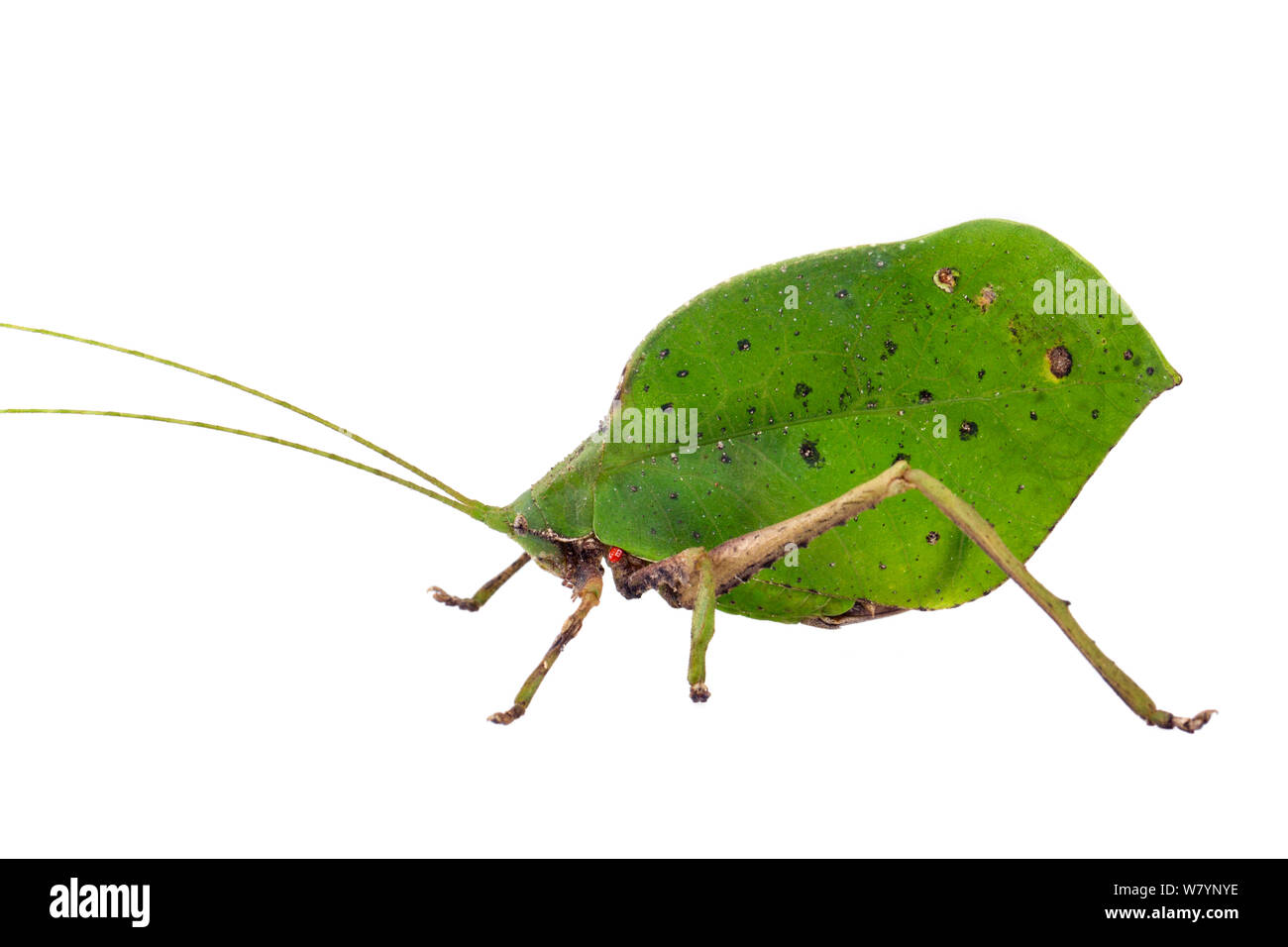 True leaf katydid (Mimetica sp) with mite, Caves Branch, Cayo District, Belize, September. meetyourneighbours.net project Stock Photo