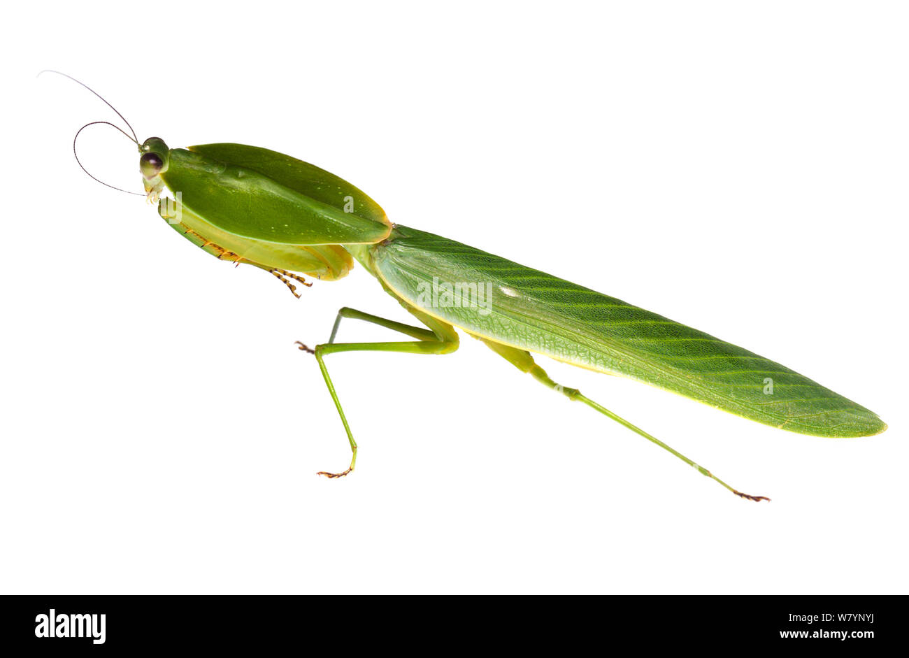 Hooded mantis (Choeradodis sp), Toledo District, Belize, August. meetyourneighbours.net project Stock Photo