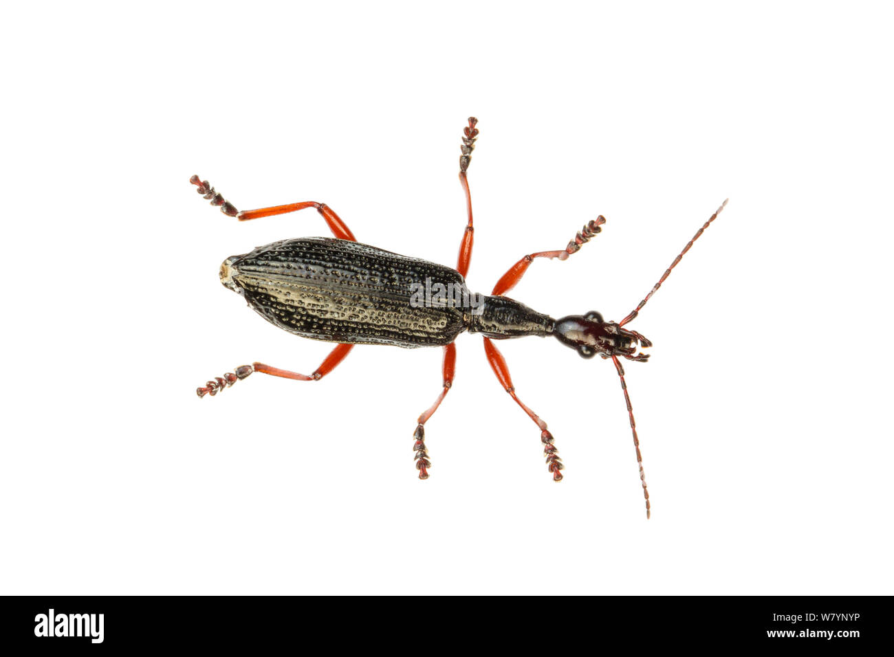 Ground beetle (Agra sp), Caves Branch, Cayo District, Belize, September. meetyourneighbours.net project Stock Photo
